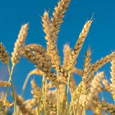 AGRO