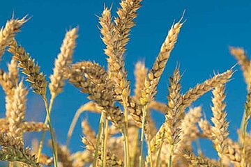 AGRO