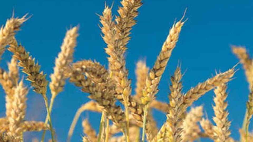 AGRO