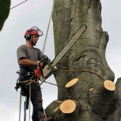 Baum fällen