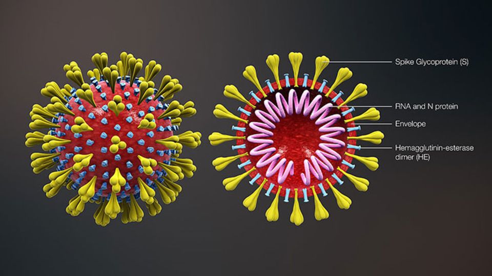 Corona-Virus