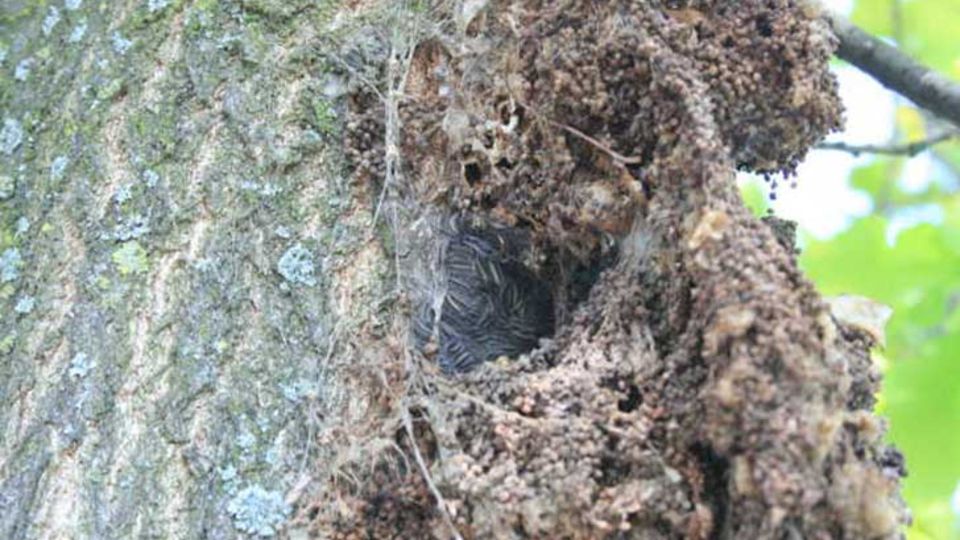 Nest des Eichenprozessionsspinners