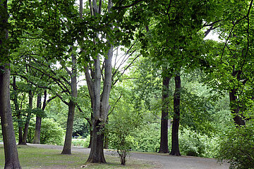 Bäume
