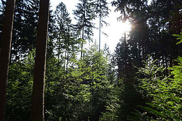 Zukunftswald