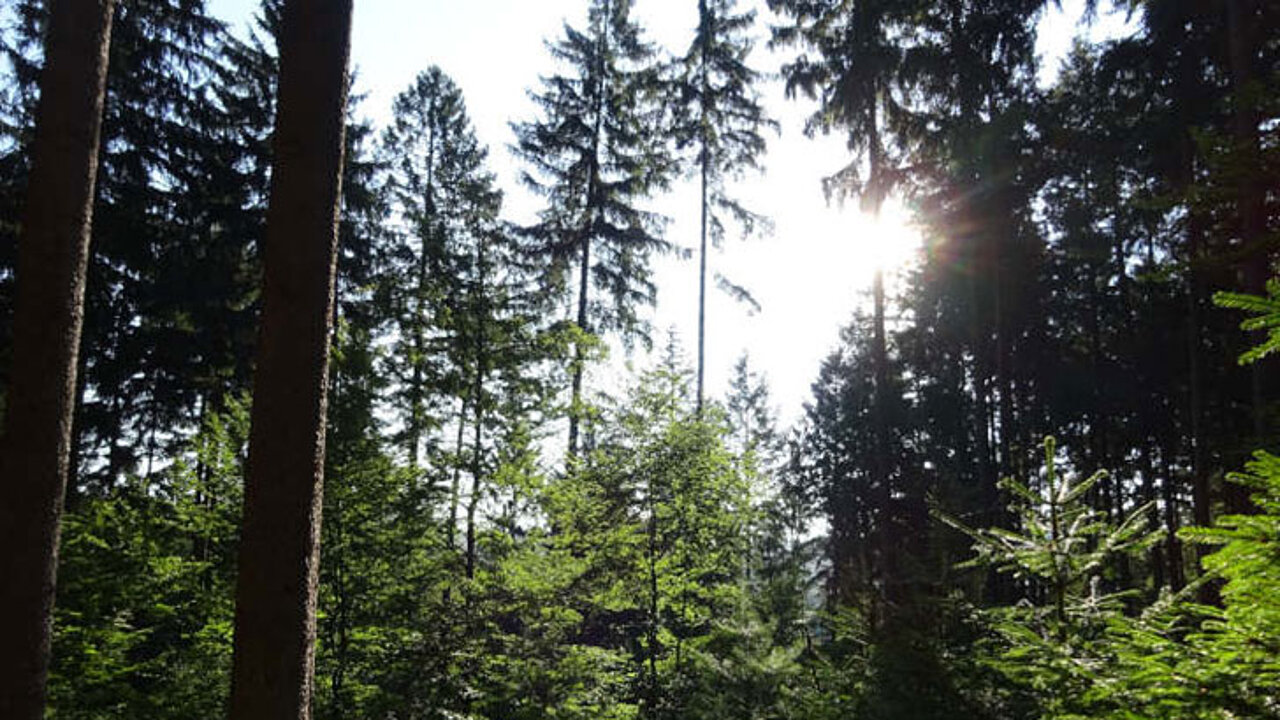 Zukunftswald
