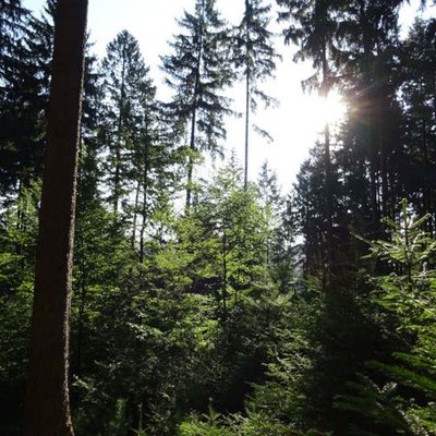 Zukunftswald