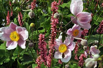 Herbst-Anemone