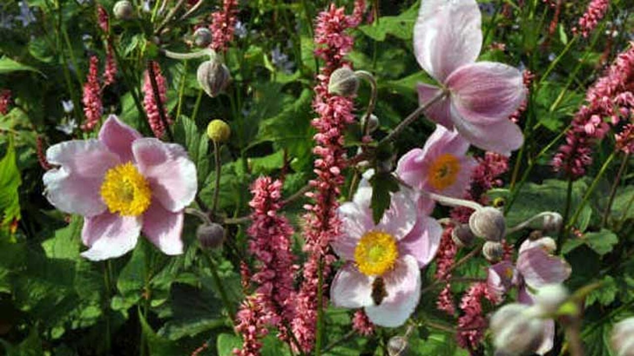 Herbst-Anemone
