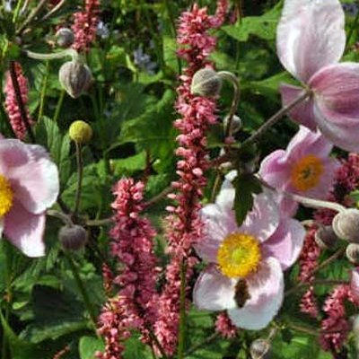 Herbst-Anemone