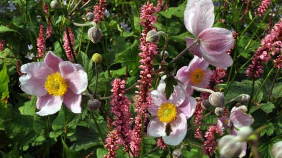 Herbst-Anemone