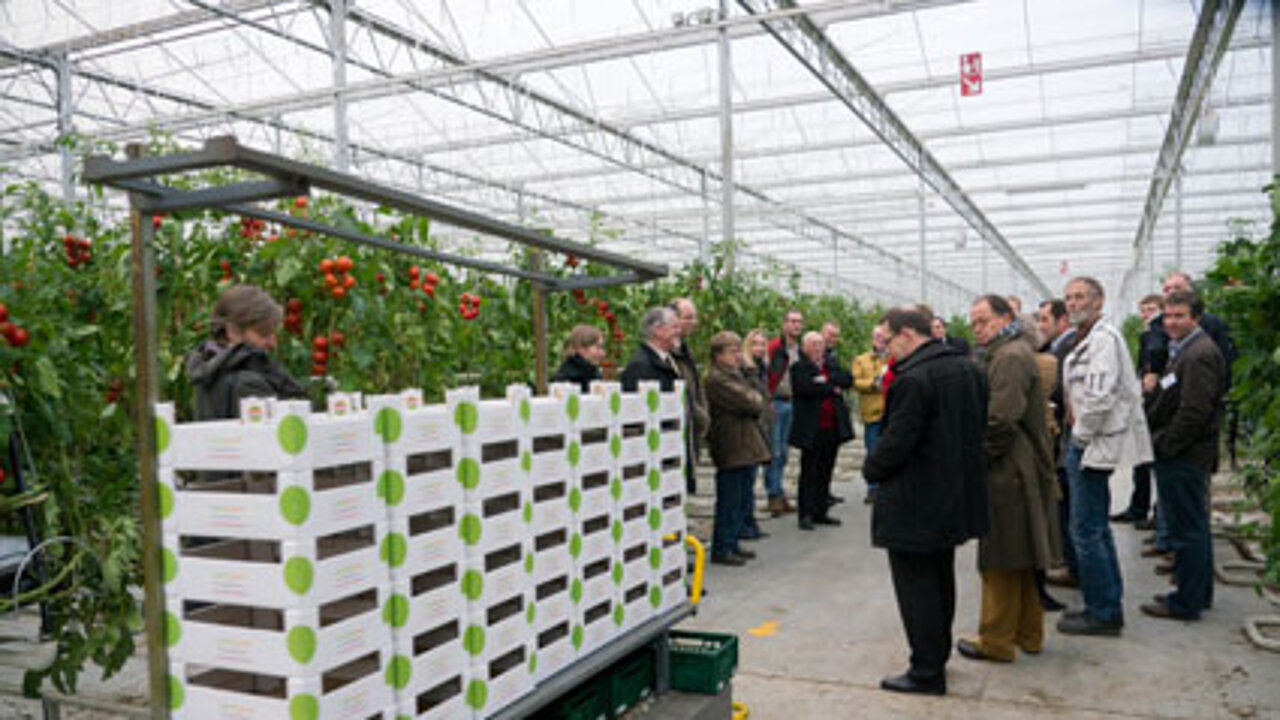 Kraftwerk heizt Tomaten