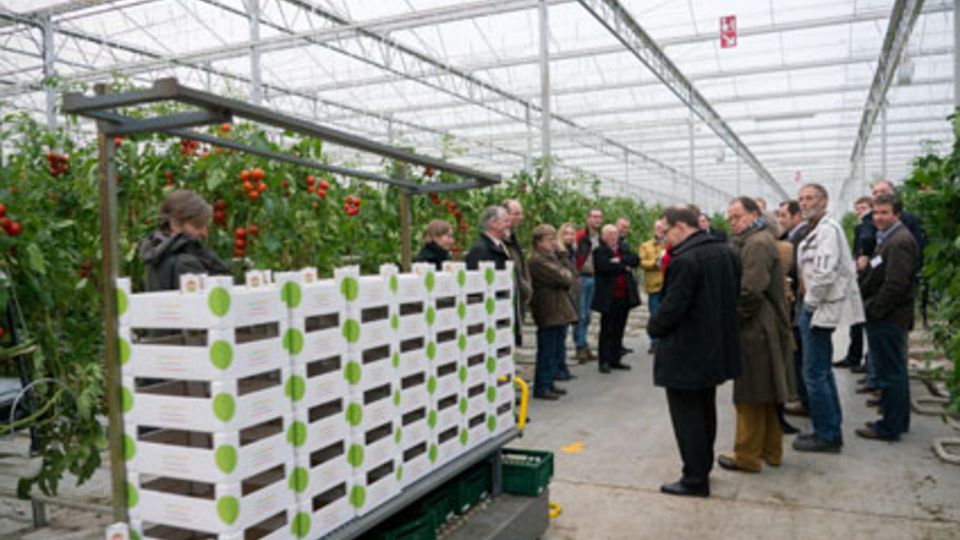 Kraftwerk heizt Tomaten