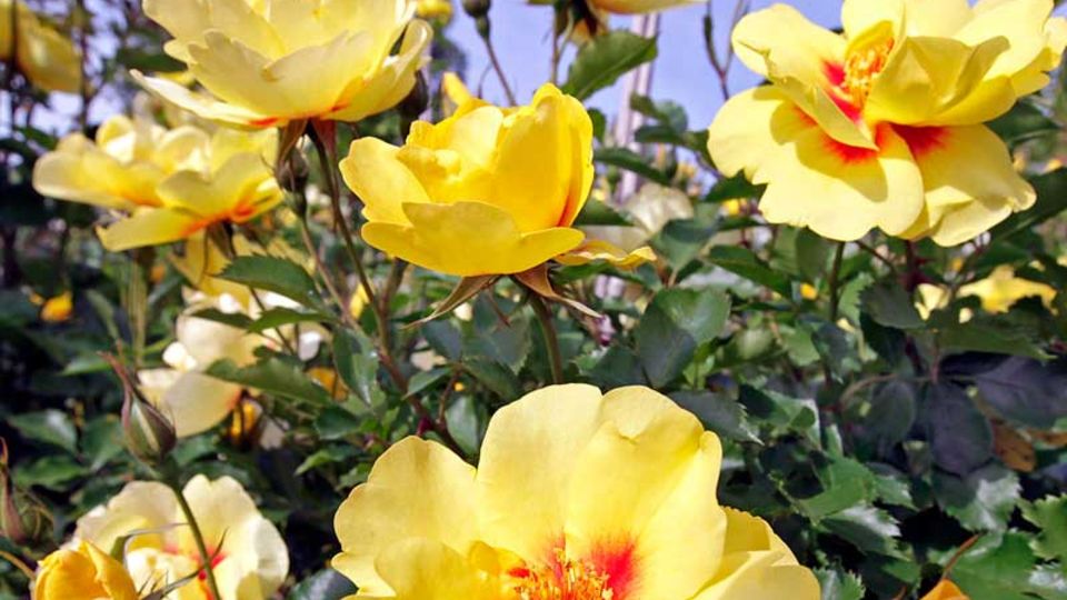 Rosen auf der igs
