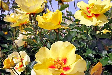 Rosen auf der igs