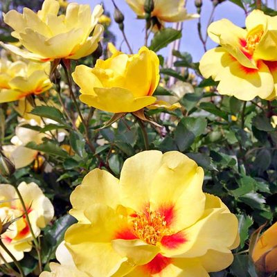 Rosen auf der igs