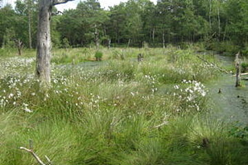 Moorlandschaft