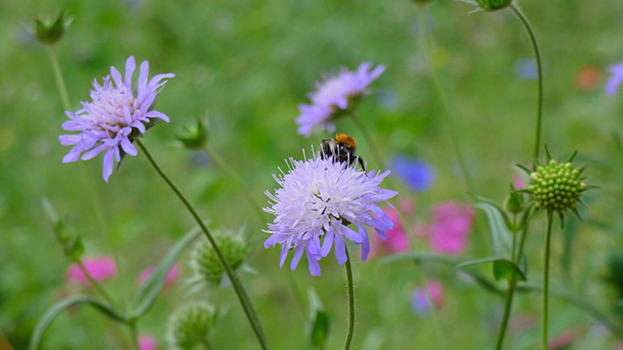 Acker-Witwenblume