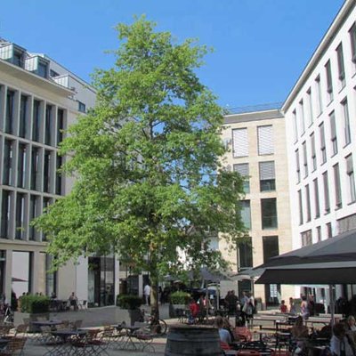 Stadtbaum