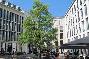 Stadtbaum