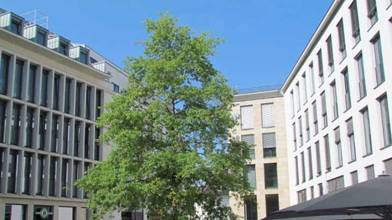 Stadtbaum