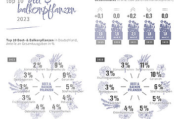 Beet und Balkonpflanzen