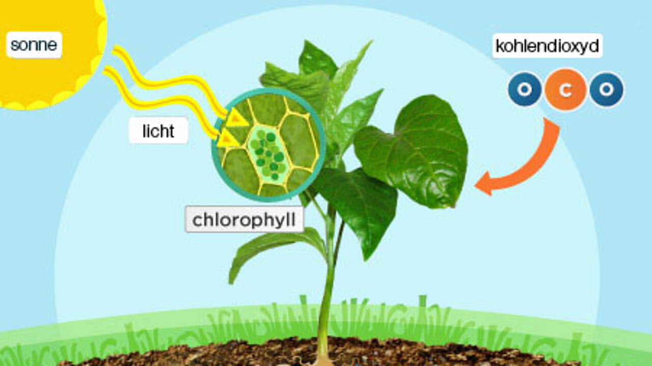 Fotosynthese