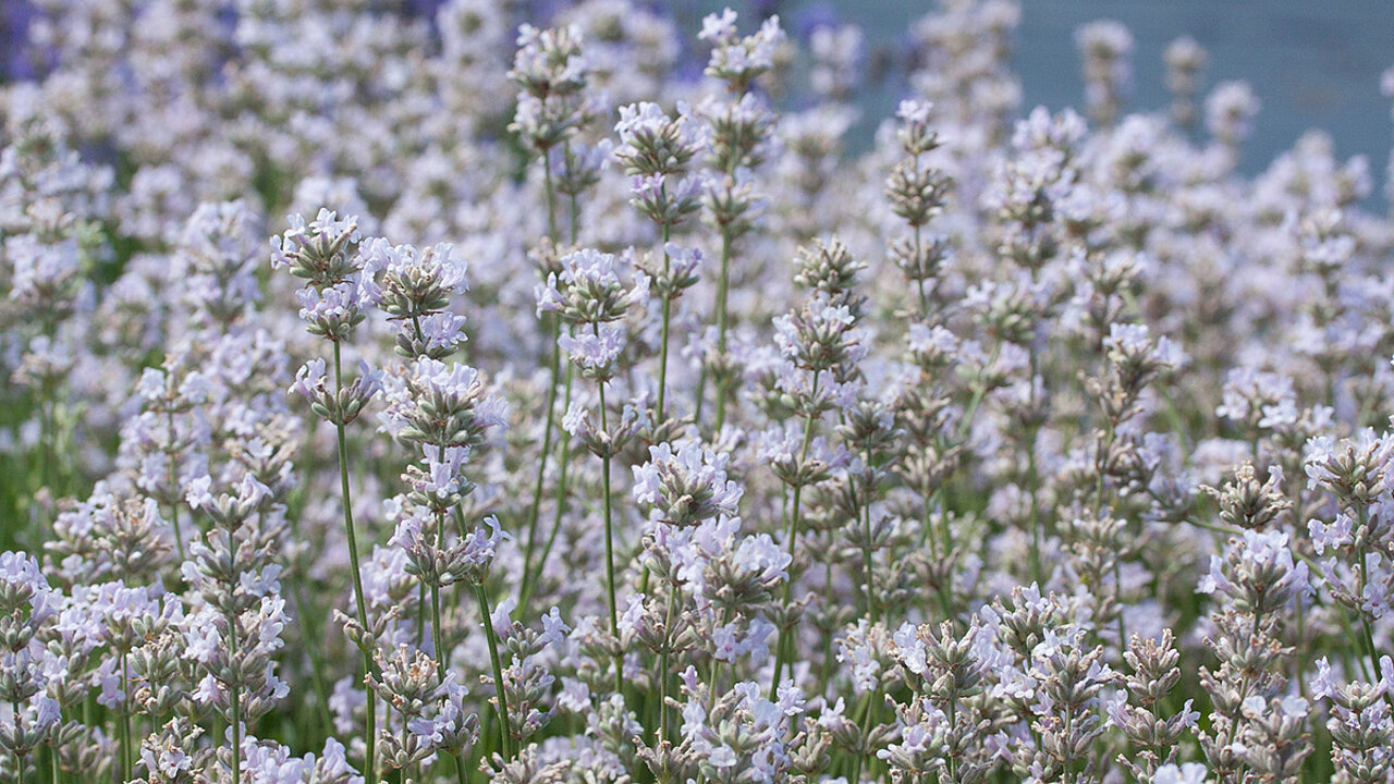 Lavendel