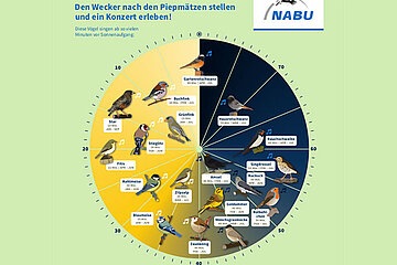 Vogeluhr