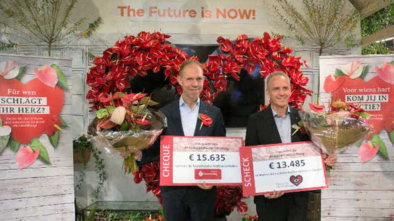 Anthurium-Gärtnergruppe