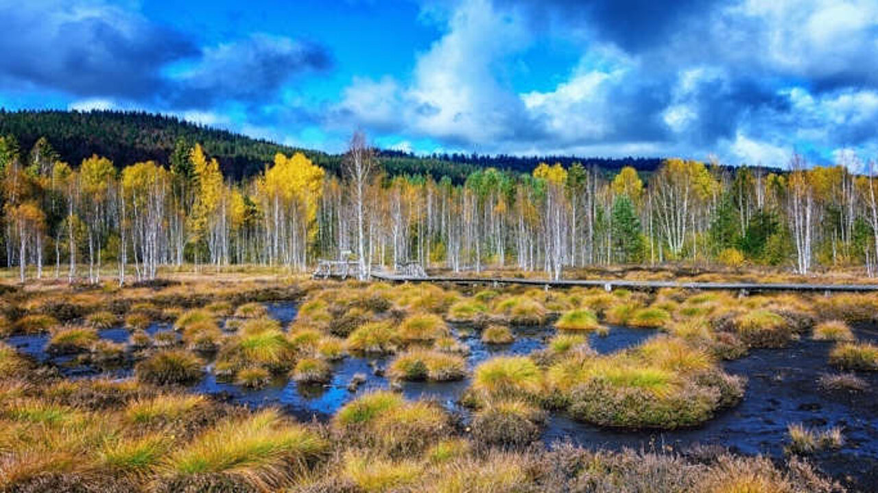 Moorlandschaft