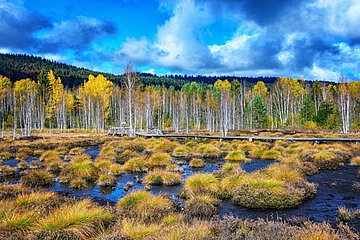 Moorlandschaft