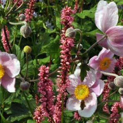 Herbst-Anemone und Kerzen-Knöterich