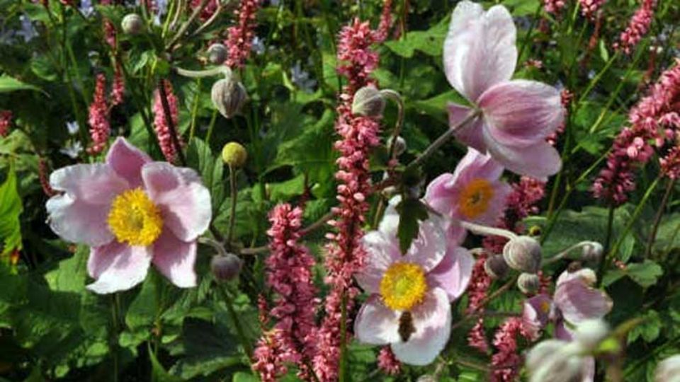 Herbst-Anemone und Kerzen-Knöterich