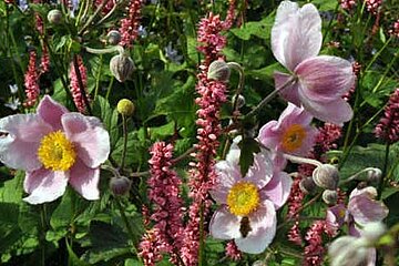 Herbst-Anemone und Kerzen-Knöterich
