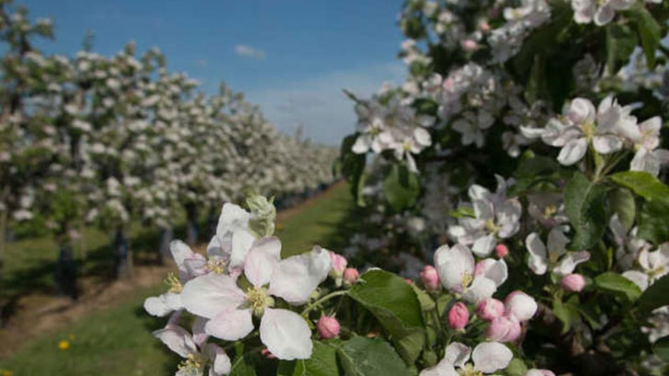 Apfelblüte