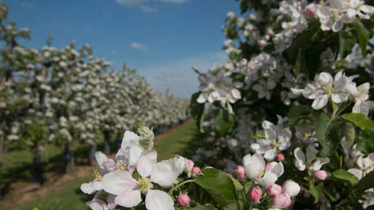 Apfelblüte