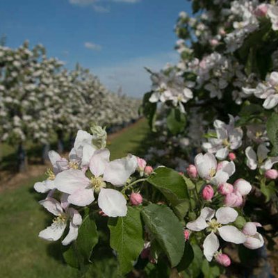 Apfelblüte