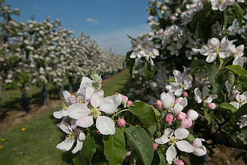 Apfelblüte