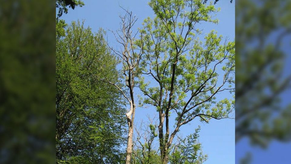 Mit dem Schlauchpilz infizierten Esche