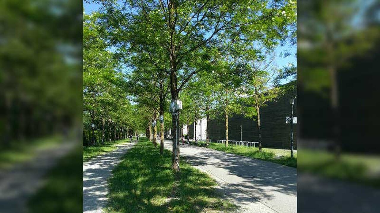 Bäume mit Grasflächen