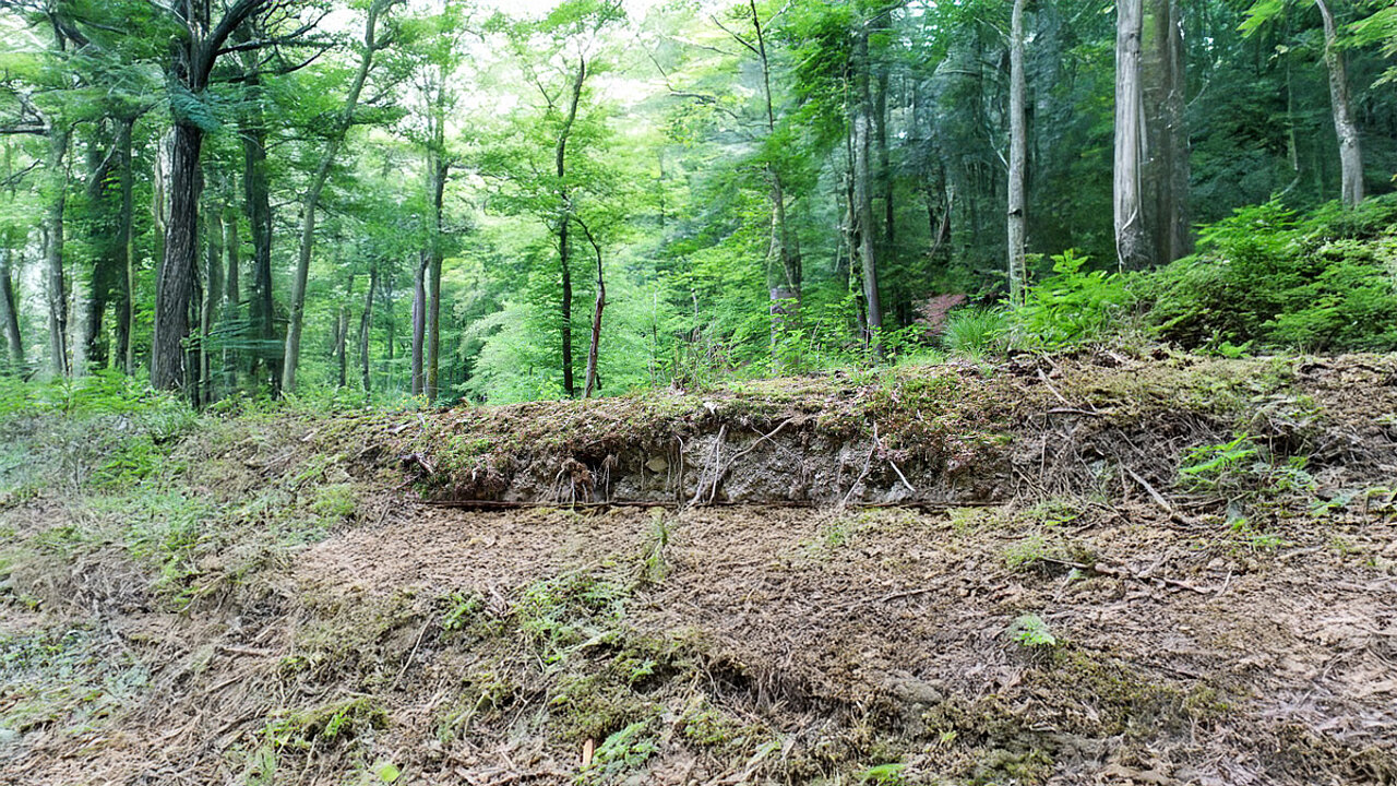 Waldboden