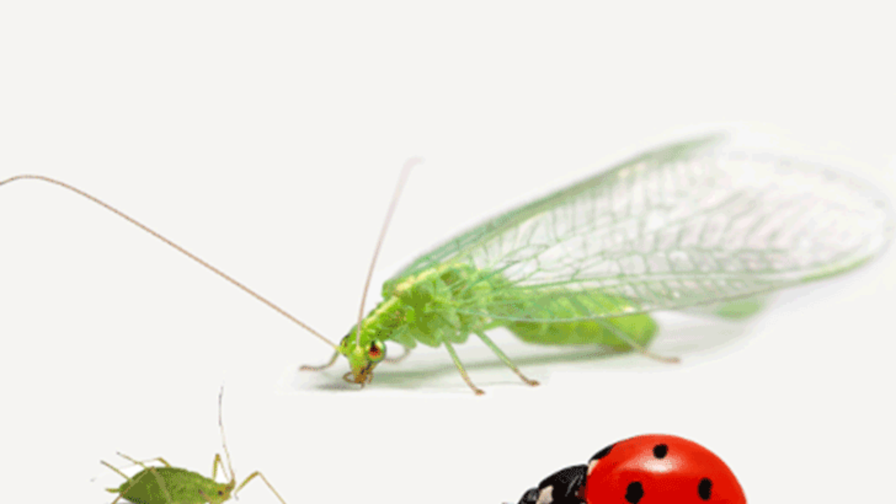 Biopesticides
