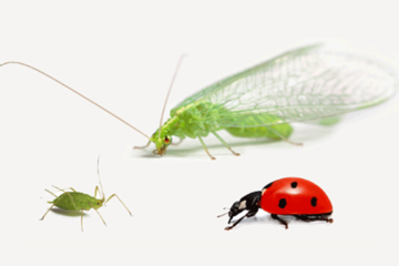 Biopesticides