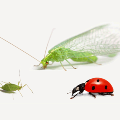 Biopesticides
