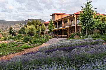 Lavendel