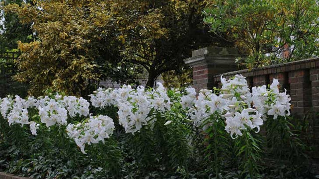 Blüten