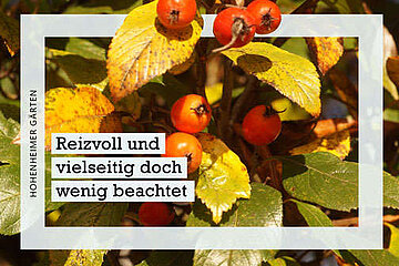 Image-19341