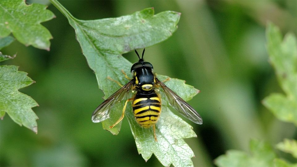 Gemeine Wespenschwebfliege