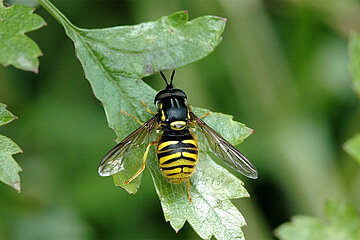 Gemeine Wespenschwebfliege
