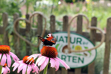 Natur im Garten